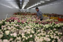 鲜花冷库建设与运营标准规范：保障鲜花品质的